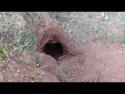 Michael Tellinger finds Wild Animal hole in large stone circle ruin