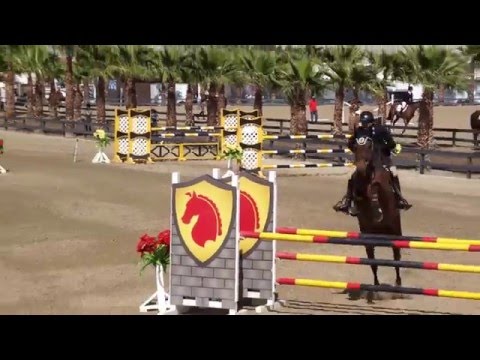 Enzo Ferrari - Thermal Week VII - 7Yr - Rancho Corazon - BDN Sport Horses