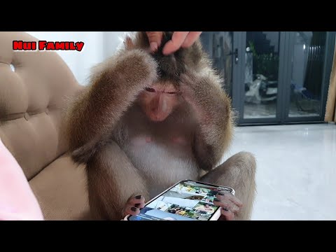 Nui monkey reacts very strongly when mother let strangers meet