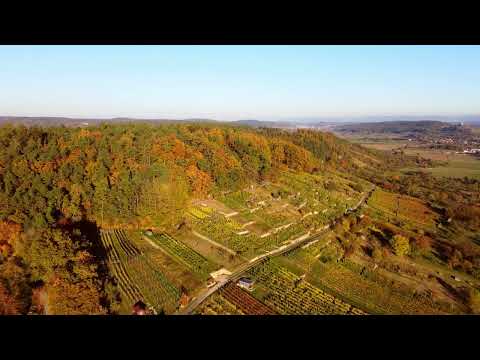 Aerial footage of flight over beautiful vineyard and autumnal forest in hilly rural landscape
