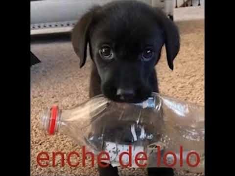 BEAT TAMBOR MATADOR DE CHINÊS - JOGA VAI SAFADA (DJ Kaups) MELHORADO