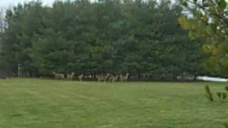 preview picture of video 'Coyote Chasing Deer in my backyard'
