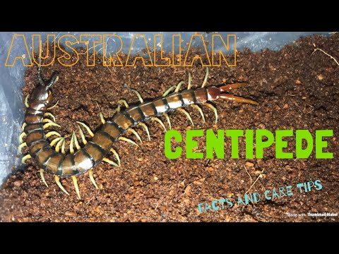 Australian centipede