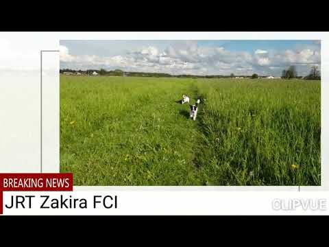Wiosenny spacer 🌞🌼Jack Russell Terrier kennel Zakira FCI