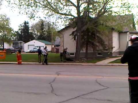 Bear falls from tree!