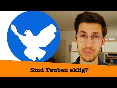 Sind Tauben die Ratten der Lüfte?