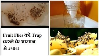 How to get rid of Fruit Flies at Home & Kitchen effectively / Homemade Fruit flies Trap in Hindi