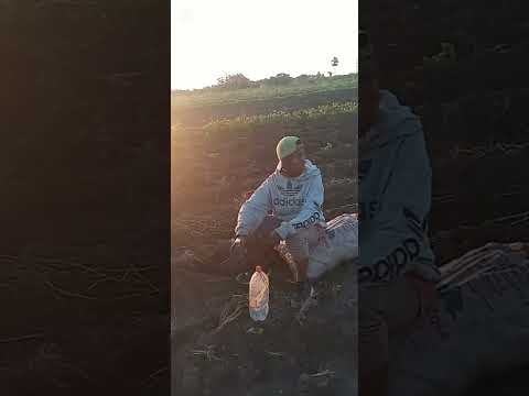 mision tacaagle formosa