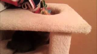 preview picture of video 'Bentley - Russian Blue Mix male Kitten for Adoption'