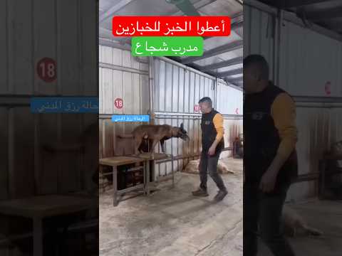 تعلموا كيف تتعاملوا مع الكلآب حتى لا يصيبكم اذي  #اكسبلور #الرحالة_رزق_المدني