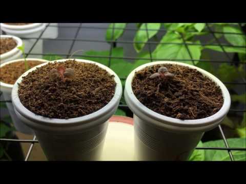 download lagu mp3 mp4 Lola Rosa Lettuce, download lagu Lola Rosa Lettuce gratis, unduh video klip Lola Rosa Lettuce