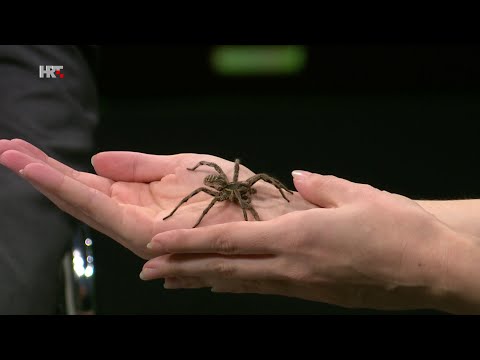 Treći element S10E13 - Arahnofobija