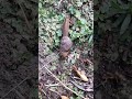 Snail Is Sensitive To Touch Snail Video Beautiful Video Of Snail