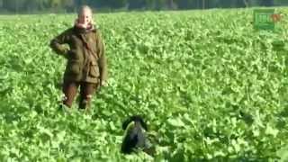 VGP: La prueba de Maestros para Deutsch Drahthaar