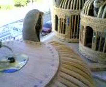 xalo'nun keklikleri 3