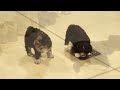 Mini Aussiedoodle dogs for sale: Sandy - Video 1