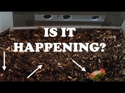 Red Wiggler Population Growing Exponentially! Tiny Worm Bin Feeding #15 Vermicomposting Worm Farm