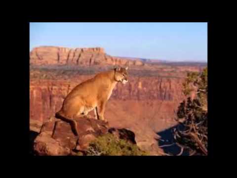 Jeff Ball - Concrete Canyon