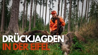 Sauen in der Dickung! Drückjagden in der Eifel 2022