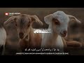 Beautiful Bakrid Special Status Janwar Zabah Kar Diya Bakrid Eid Ul Adha Status 2024 HD