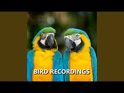 Authentic Summer Bird Sounds