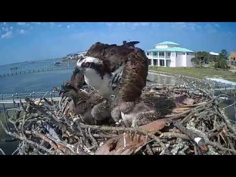 Osprey Chick day 25  -  cute