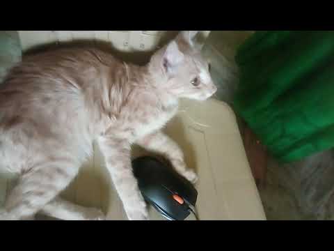 this cat does not do anything to me