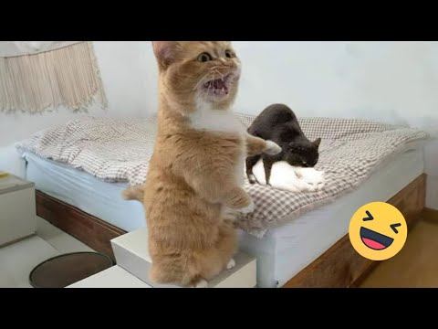 Try Not To Laugh Cats And Dogs Videos 😁 - Best Funniest Animals Video 2024 #7