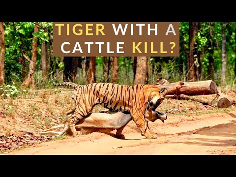 EP 3 | TIGER WITH A CATTLE KILL | Safari With Suyash Season 1 | Bandhavgarh #SafariWithSuyash