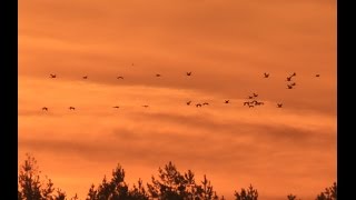 preview picture of video 'Autumn Cranes at Siemianowka Reservoir'