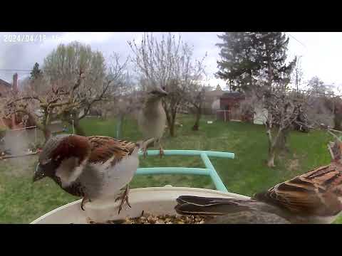 House Sparrows Visit Netvue Smart Feeder: Charming Encounters!