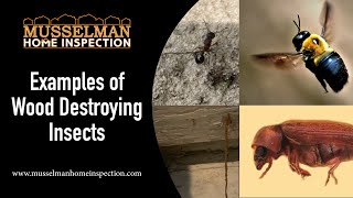 Examples of Wood Destroying Insects