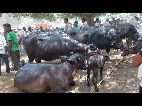 Attseni Pashu Mandi | Murrah Buffalo | Murra Katri | Pashu Mela | Pashu Peth Hatwara | Dairy Cattle