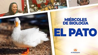 EL PATO – Miércoles de Biología