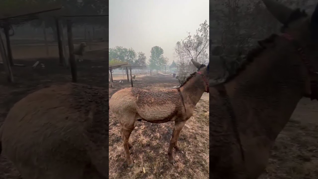 Luke video