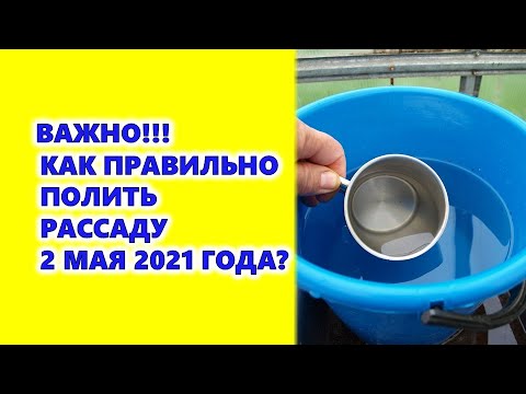 , title : 'Важно!!! Как правильно поливать рассаду 2 мая 2021 года? Правило трех поливов спасет растения'