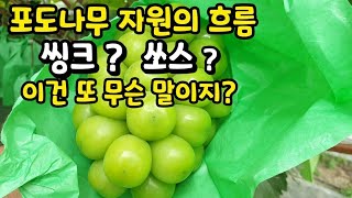 유럽종포도 이해하기 #제8편 #Sink & Source
