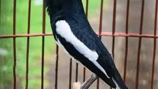 Download lagu suara pikat Mp3 kacer 100% Ampuh mp3