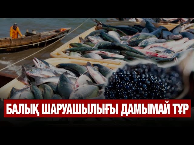 Балық шаруашылығы дамымай тұр
