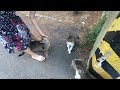 Three Cats Meow Loudly Because They Envy Each Other
