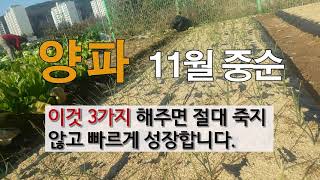 양파 11월 중순 이것 3가지 해주면 절대 죽지 않고 빠르게 성장 합니다.            #주말농장 양…