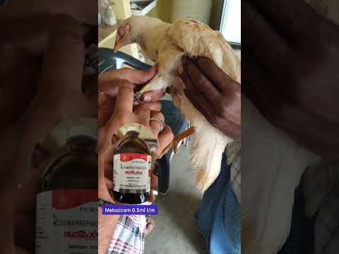 #recovered #treatment #animals #shorts #viral #కోడి #fever #hen #poultry