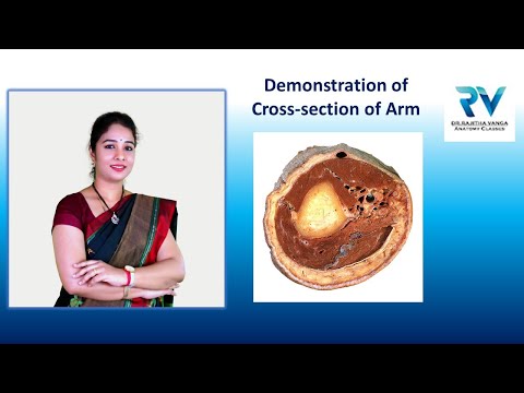 Demonstration of Cross-section of ARM by Dr. Rajitha Vanga