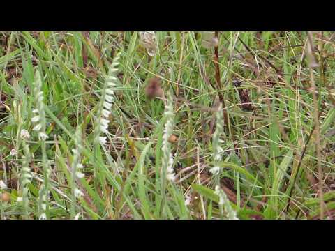 Autumn Lady's Tresses --- Devon 2017