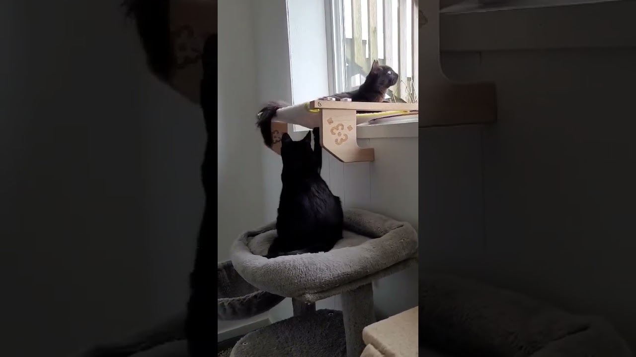 Enlarge Sriracha, a Adoptable Domestic Medium Hair in Abbotsford, BC video 6/6