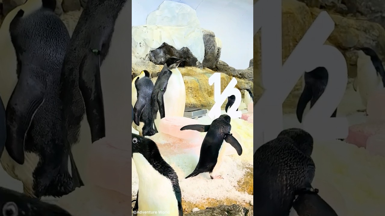 ＼ エンペラーペンギンの子どもの成長記録🐧／