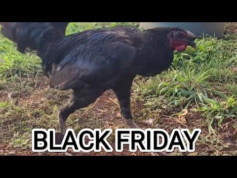 Black Friday Larry Romero Albany Cardinal Club Kelso - Robello Farm in Hawaii 🌴 Beautiful Birds