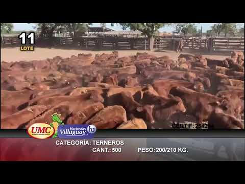 Lote 500 Terneros en Gral. San Martín, Chaco