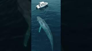 Download lagu समुंद्र मे मिली दुनिया की सबसे बड़ी मछली Samundar Mein Shark Machli Dikhaiye mp3