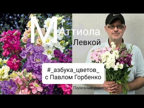 как сохранить МАТТИОЛУ? полезные советы в моей рубрике "Азбука цветов"